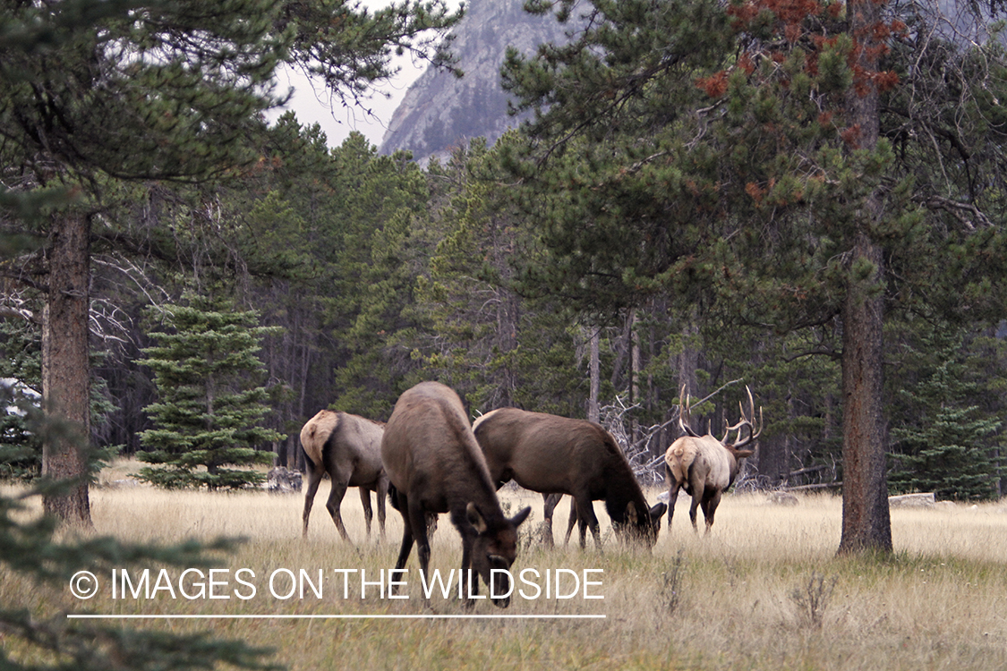 Rocky Mountain Bull Elk with harem of cows during the rut.