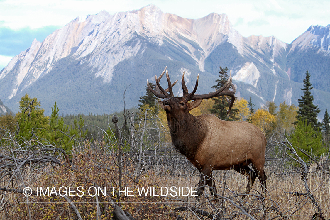 Rocky Mountain Bull Elk bugling in habitat.