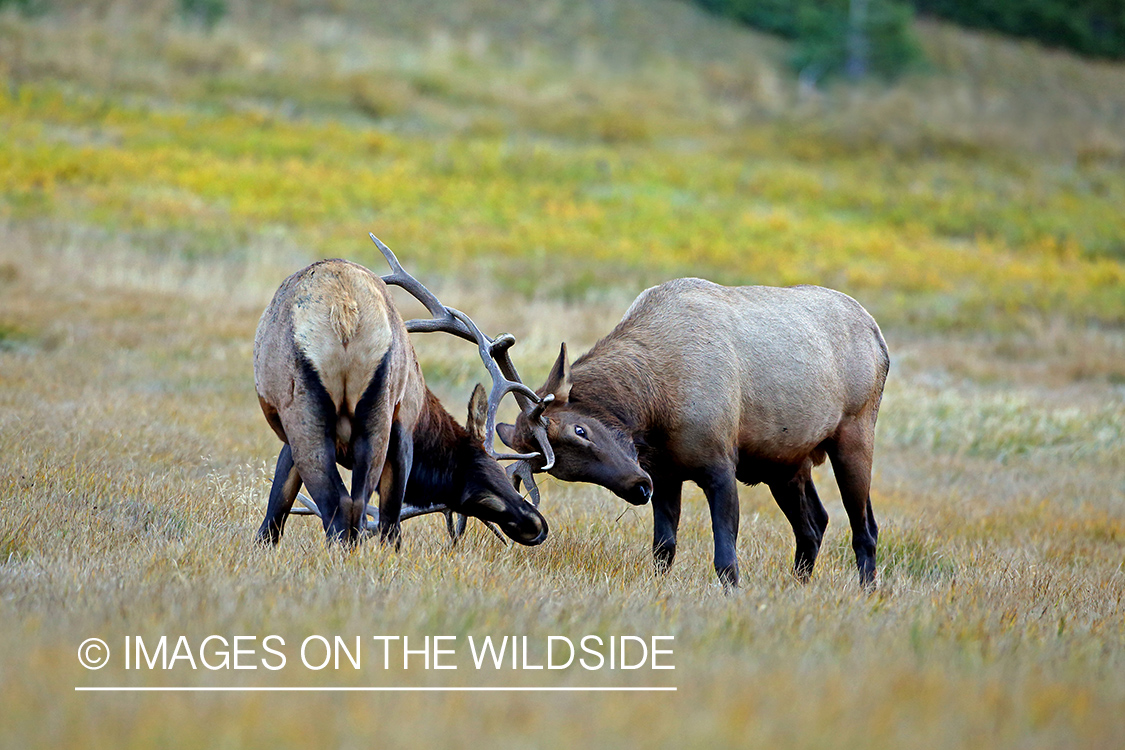 Bull elk sparring in field.