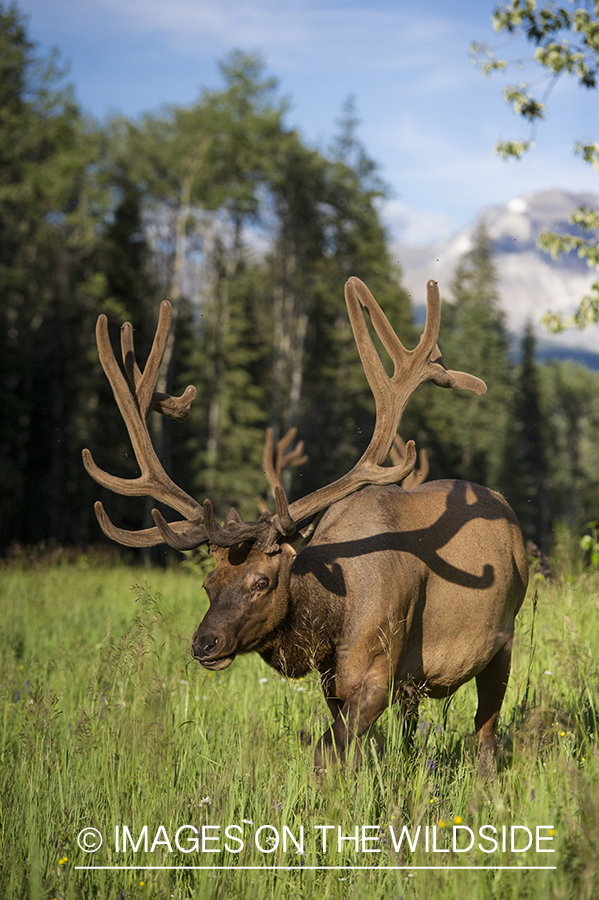 Elk in field.