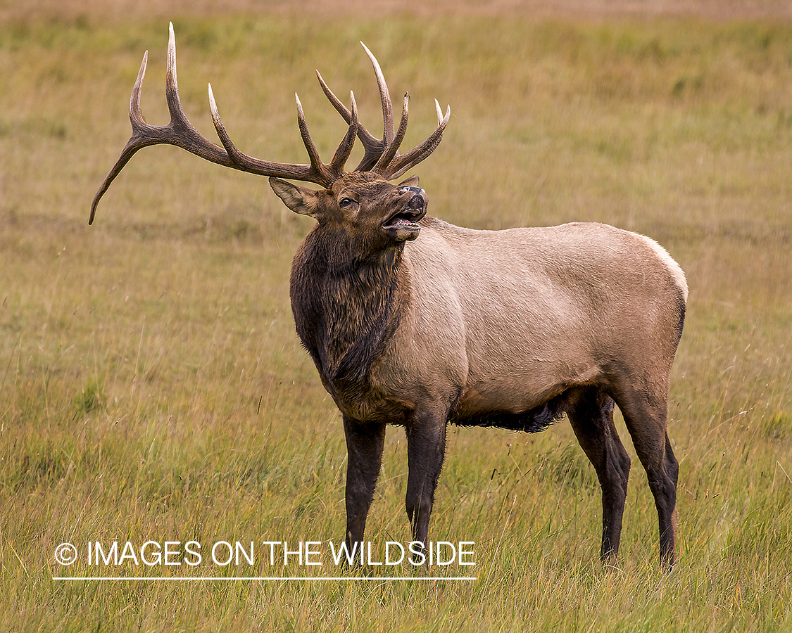 Bull elk bugling in field.