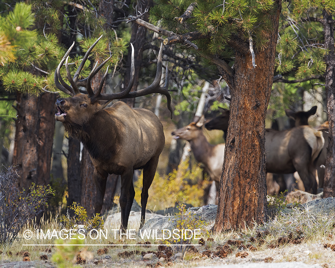 Bull elk bugling.