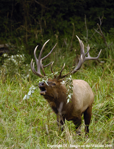 Roosevelt bull elk species.