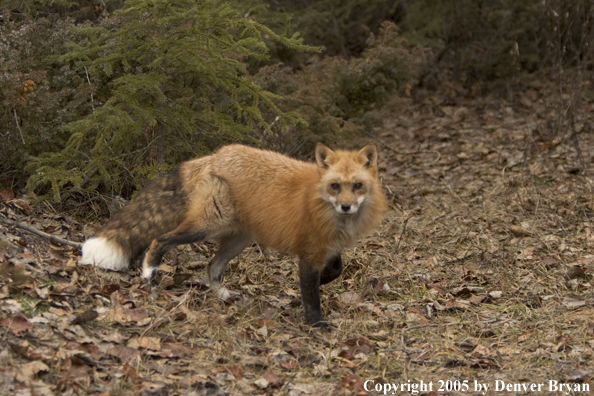 Red fox in habitat.