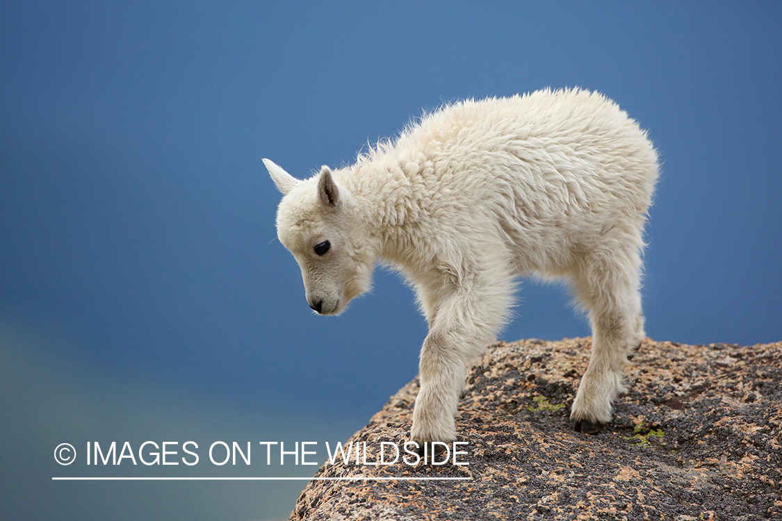 Rocky Mountain Goat Kid.