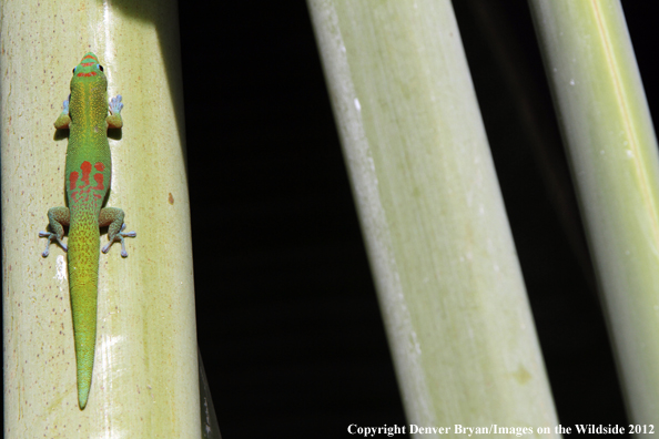 Gold dust day gecko on vegetation, Hawaii. 