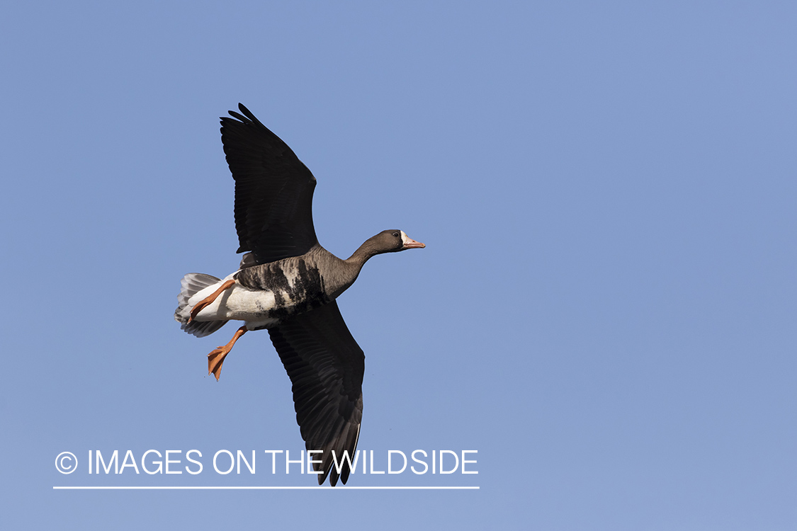 White-fronted goose in flight.