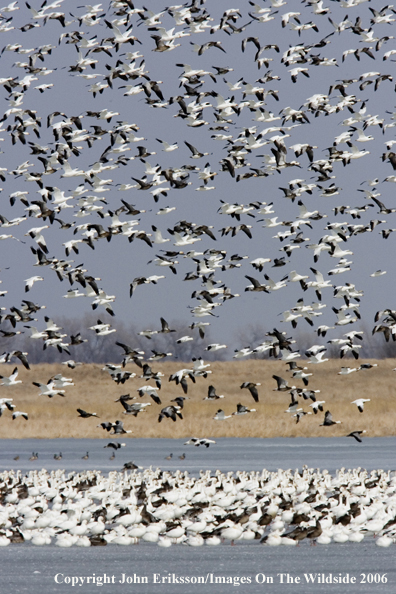 Snow geese in habitat.