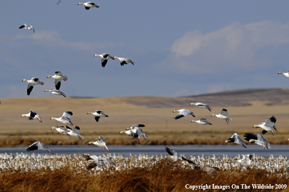 Snow Geese Flock