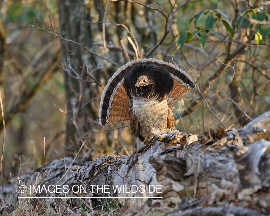 Ruffed Grouse.