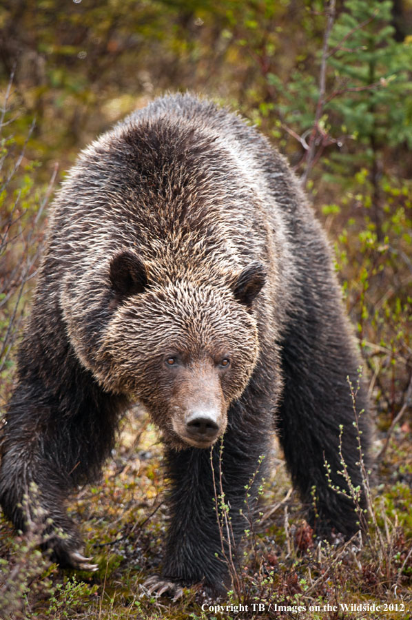 Grizzly Bear in habitat.