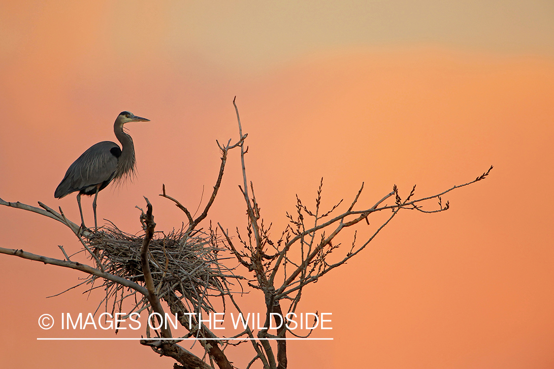 Great Blue Heron in habitat.