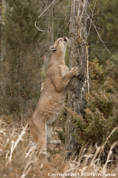 Mountain lion in habitat.