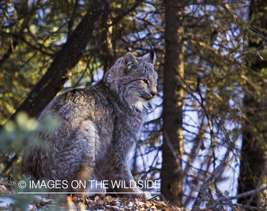 Lynx in habitat.