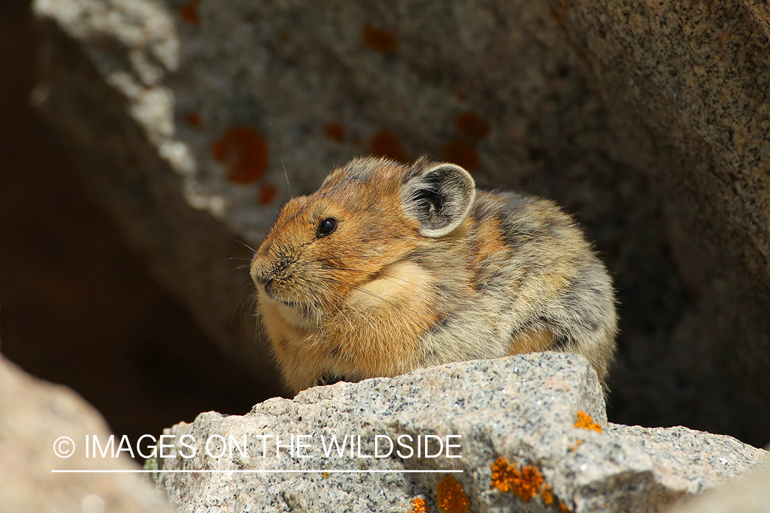 Pika in habitat.