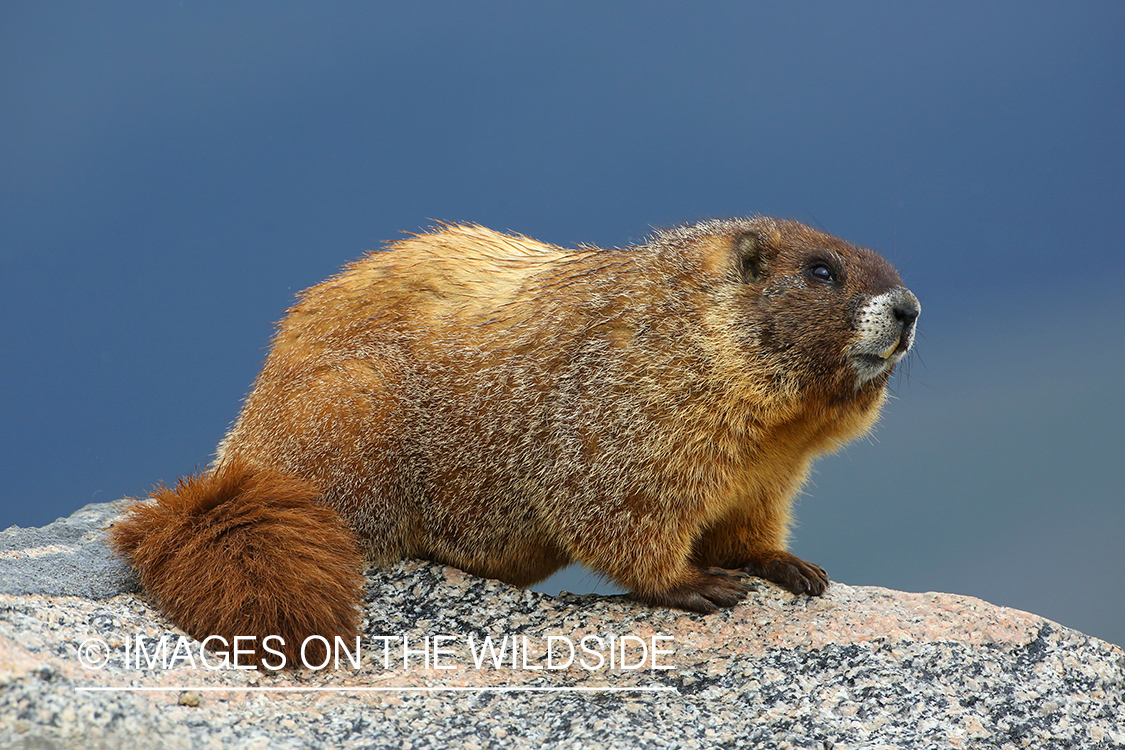 Yellow-bellied marmot in habitat.