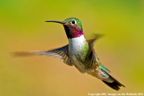 Broad-tailed hummingbird in habitat. 