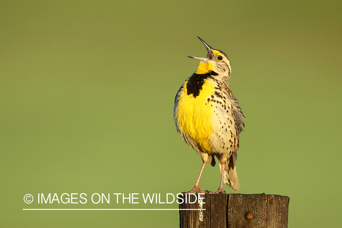 Western Meadowlark singing while perched on fence post. 