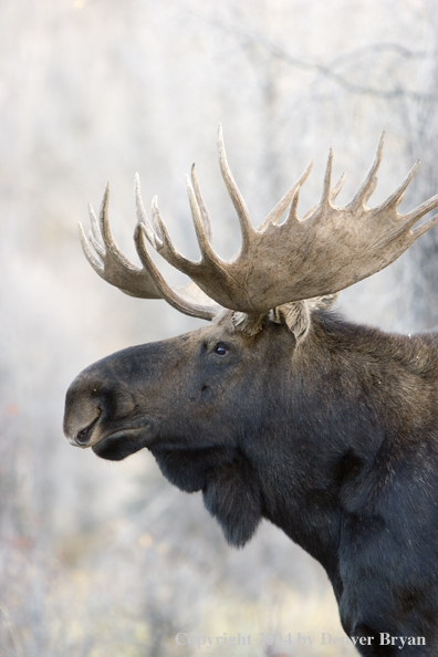 Shiras bull moose in Rocky Mountains.