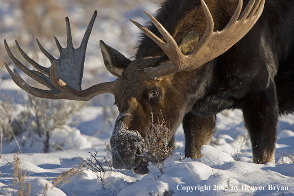 Shiras bull moose in habitat.