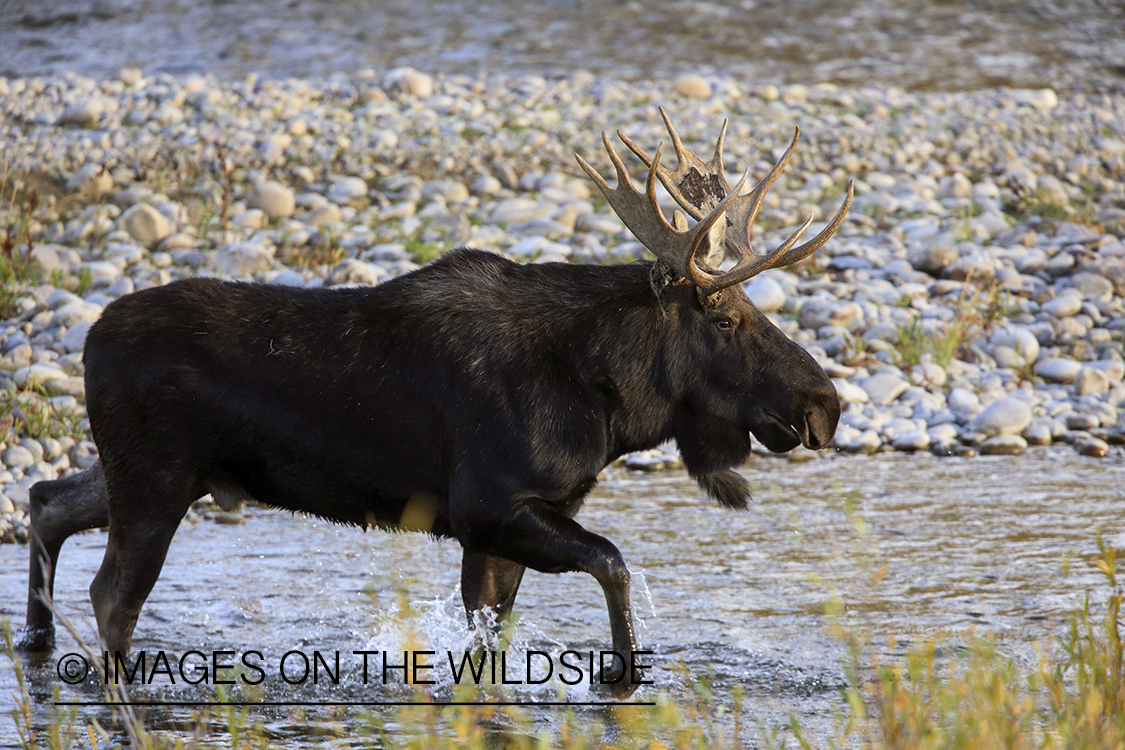 Shiras bull moose in habitat.