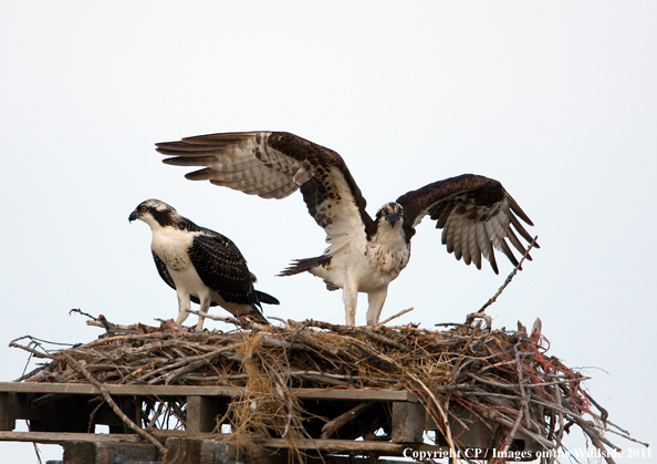 Osprey in nest on man-made platform. 