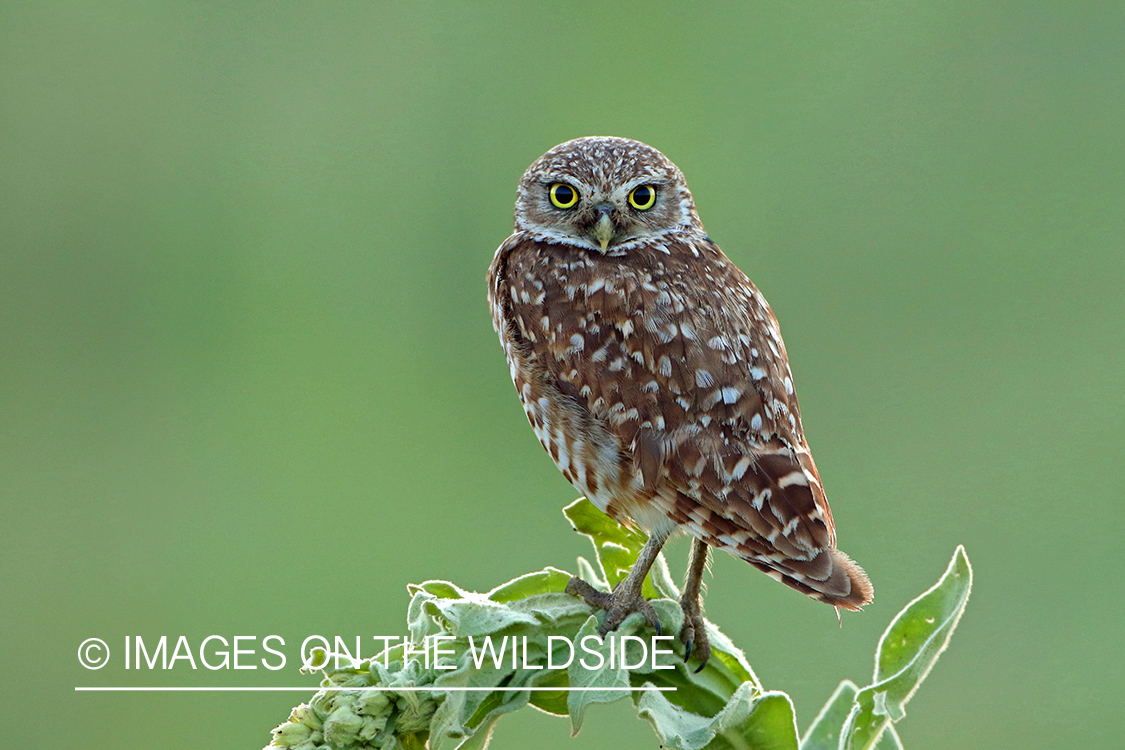 Burrowing Owl