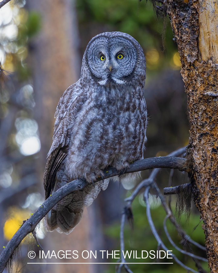 Great Grey Owl in habitat.