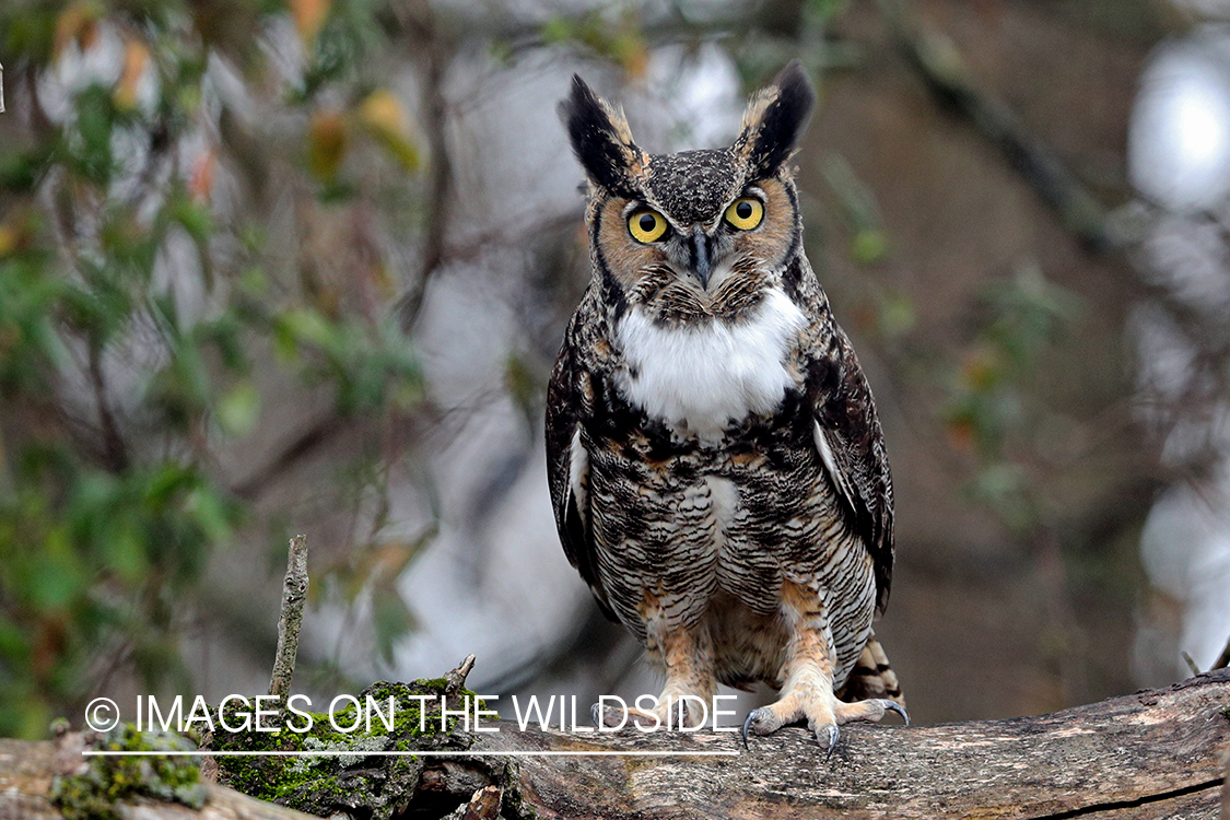 Great Horned Owl perched on tree.