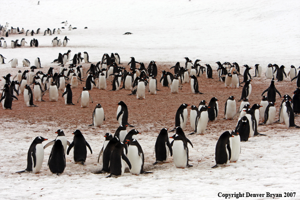 Gentoo Penguin in habitat