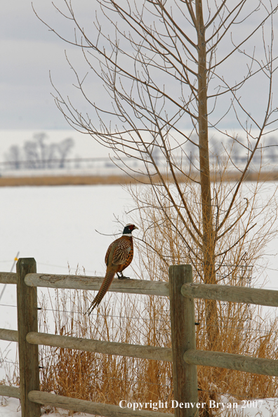 Ring-necked pheasant in habitat