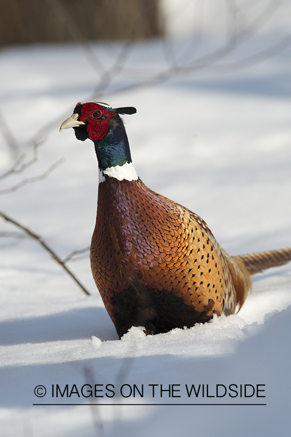 Ring-necked pheasant in winter habitat.