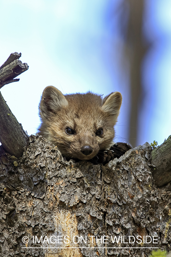 American Pine Marten in habitat.