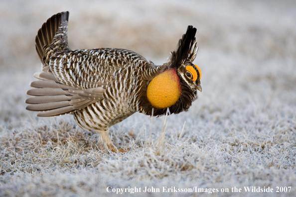 Greater Prairie Chicken in habitat.