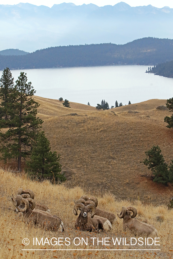 Group of Rocky Mountain Bighorn rams in field.