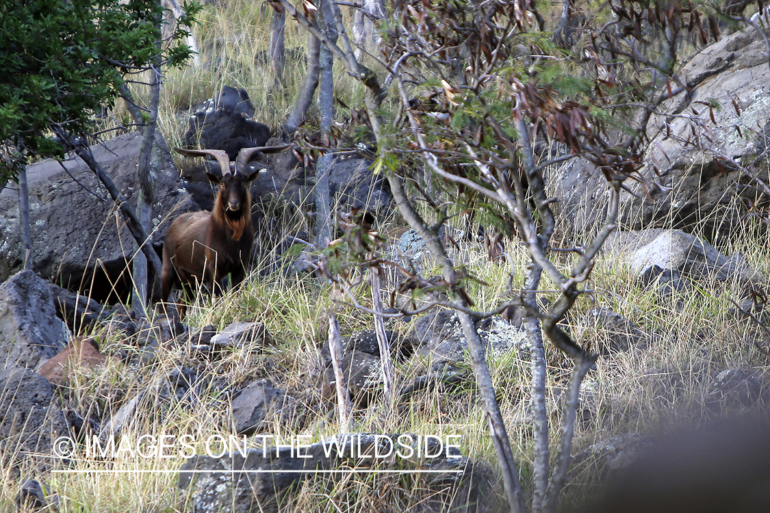 Hawaiian feral goat in habitat.