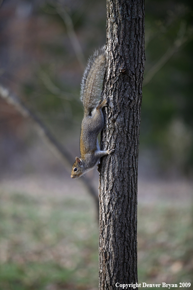 Gray squirrel in habitat.