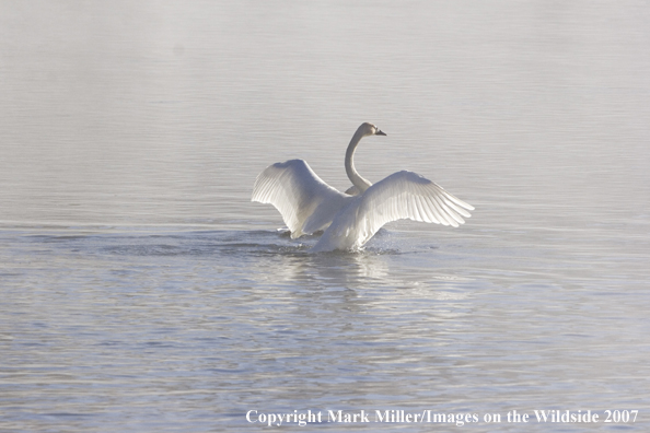 Trumpeter swans