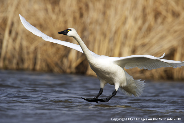 Whistling Swan landing on water