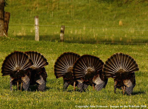 Eastern Wild Turkey butts