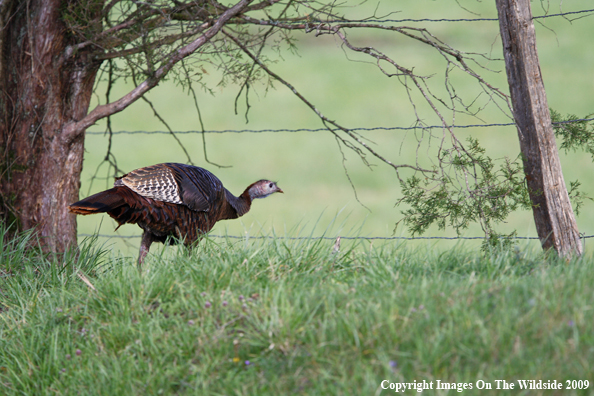 Eastern Wild Turkey in habitat