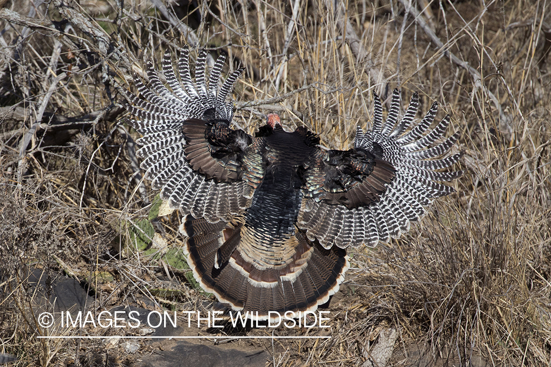 Rio Grande Turkeys flying.