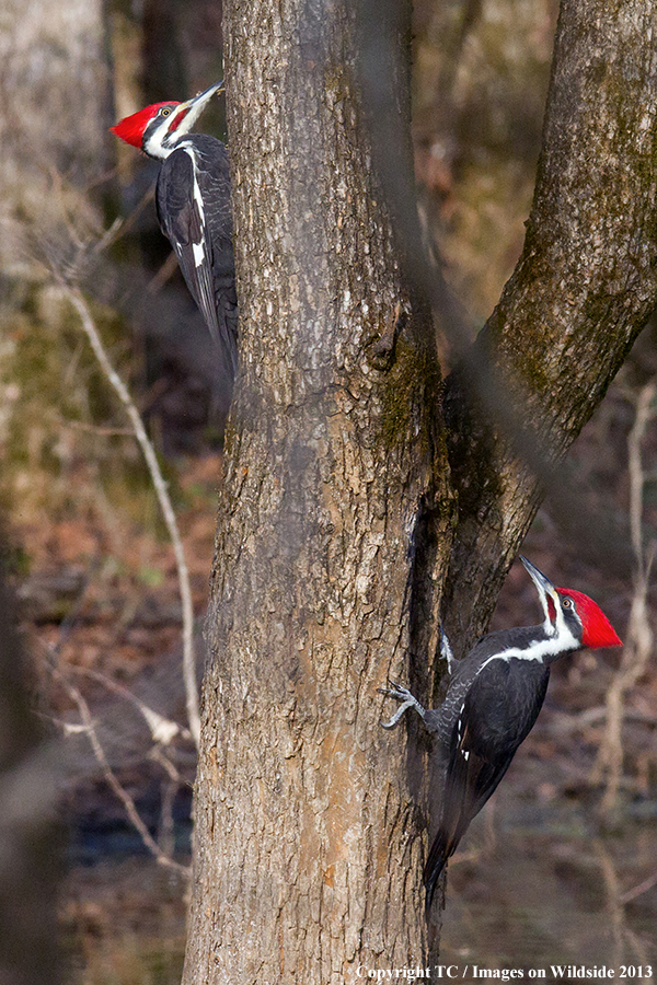 Pileated Woodpeckers in habitat. 