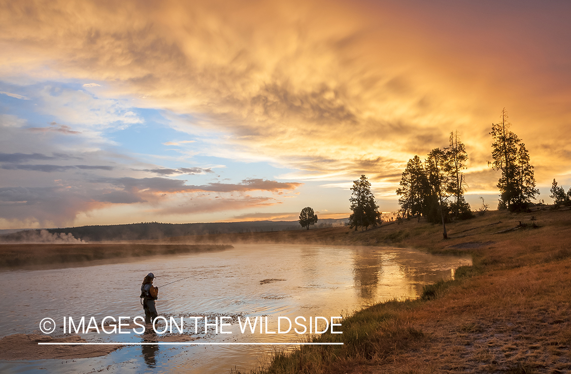 Woman flyfishing on Firehole River, Yellowstone National Park.