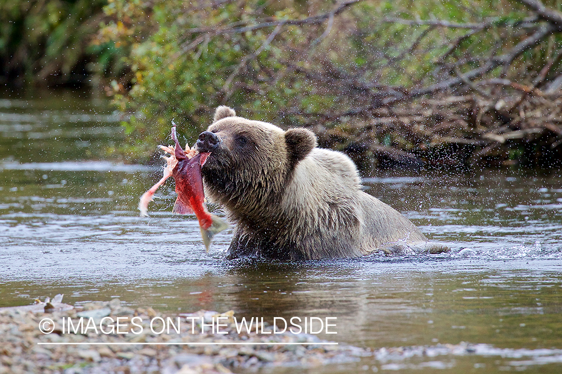 Brown Bear eating Salmon.