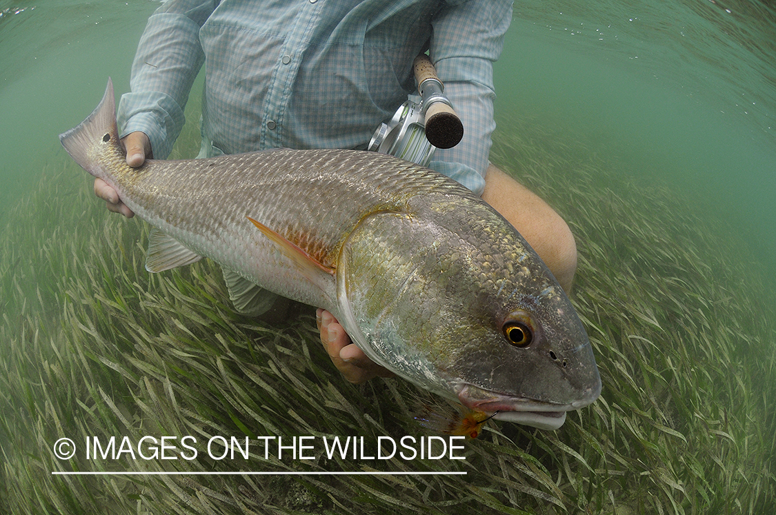 Flyfisherman releasing redfish.