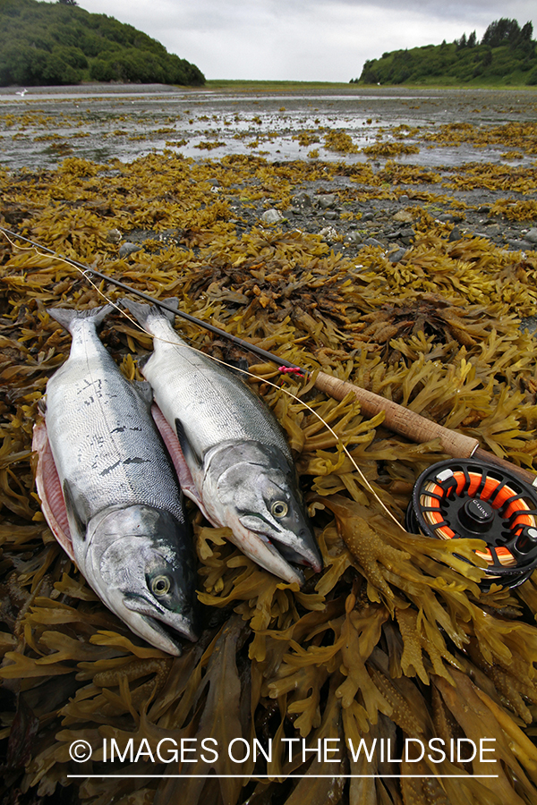 Harvested sockeye salmon on kelp beach.