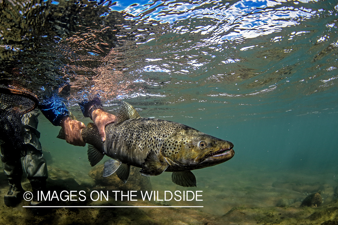 Flyfisherman releasing brown trout.