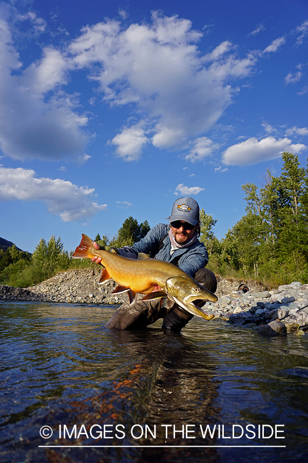 Flyfisherman releasing bull trout.