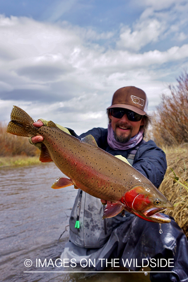 Flyfisherman releasing Cutthroat Trout.